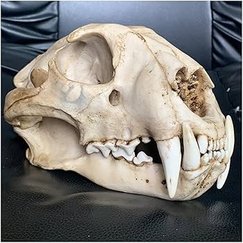 ヒョウの頭骨・樹脂製実物大精密コピー【超リアル】頭蓋骨、解剖学、美術モチーフ ヒョウの頭骨・樹脂製実物大精密コピー【超リアル】頭蓋骨、解剖
